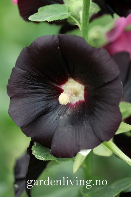 Hovedbilde Stokkrose 'Nigra' - Alcea rosea 