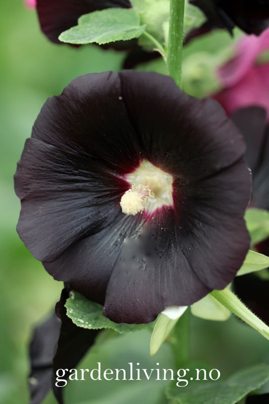 Stokkrose 'Nigra' - Alcea rosea 