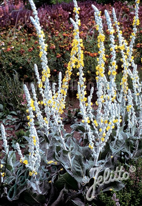 Hovedbilde Silkekongslys 'Polar Summer' - Verbascum bombyciferum