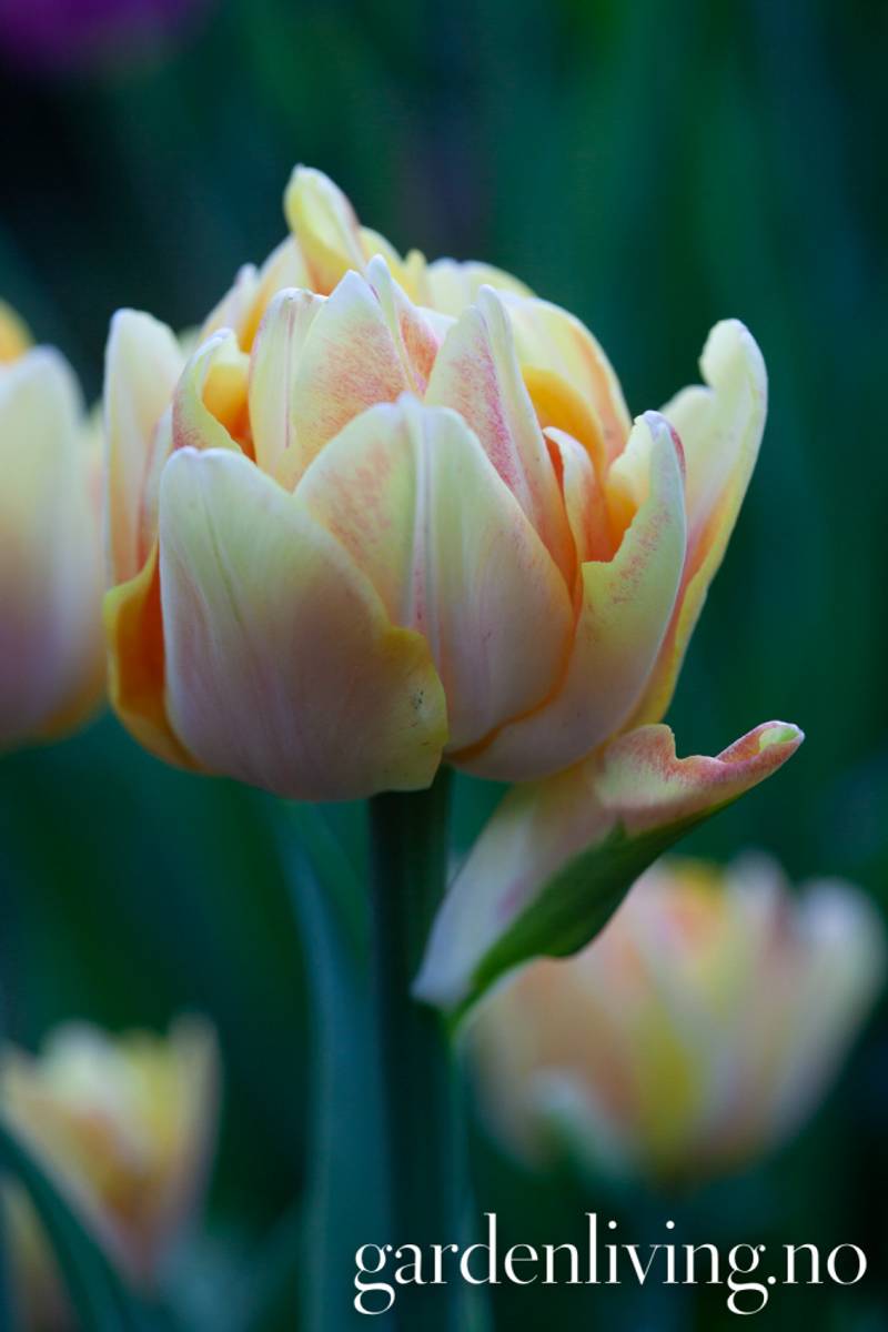 Tulipan 'Foxy Foxtrot’, sen dobbel - 8 stk