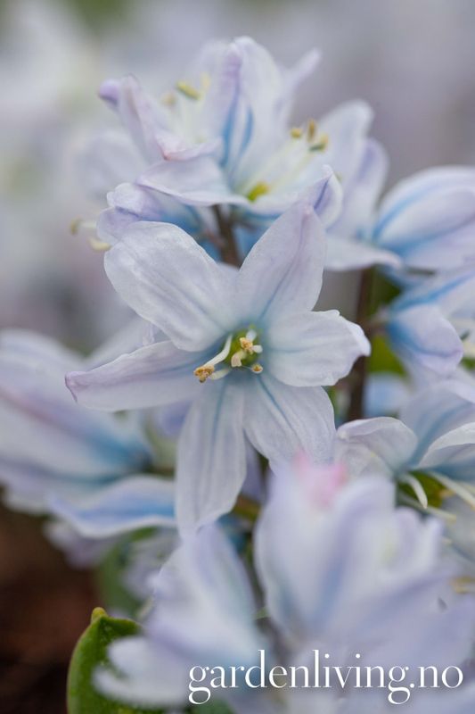 Persiablåstjerne - Scilla mischtscenkoana - 5 stk