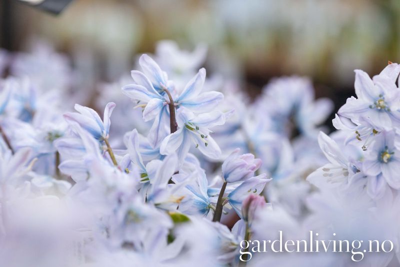 Persiablåstjerne - Scilla mischtscenkoana - 5 stk