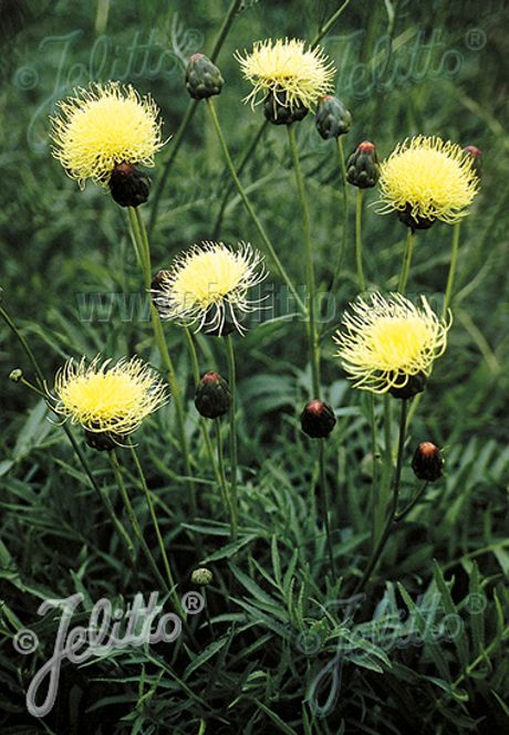 Hovedbilde Knoppurt - Centaurea ruthenica
