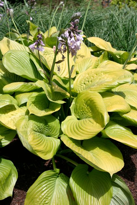 Hovedbilde Bladlilje 'Sum and Substance' - Hosta