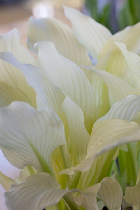 Hosta 'White Feather 