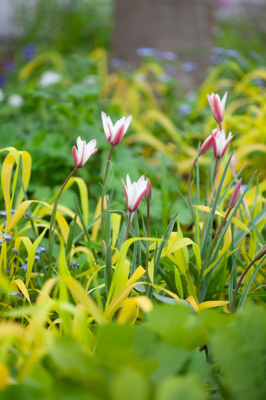 Clusiustulipan 'Peppermintstick' - Tulipa clusiana - 6 stk