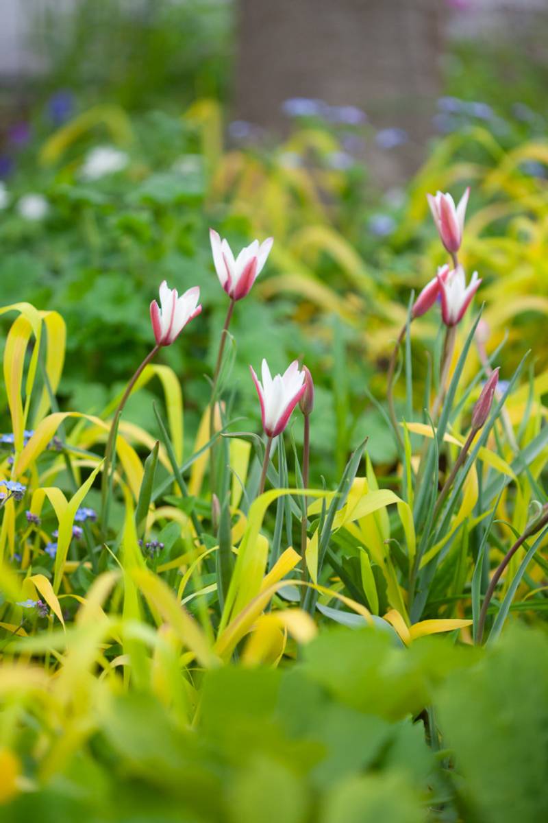 Clusiustulipan 'Peppermintstick' - Tulipa clusiana - 6 stk