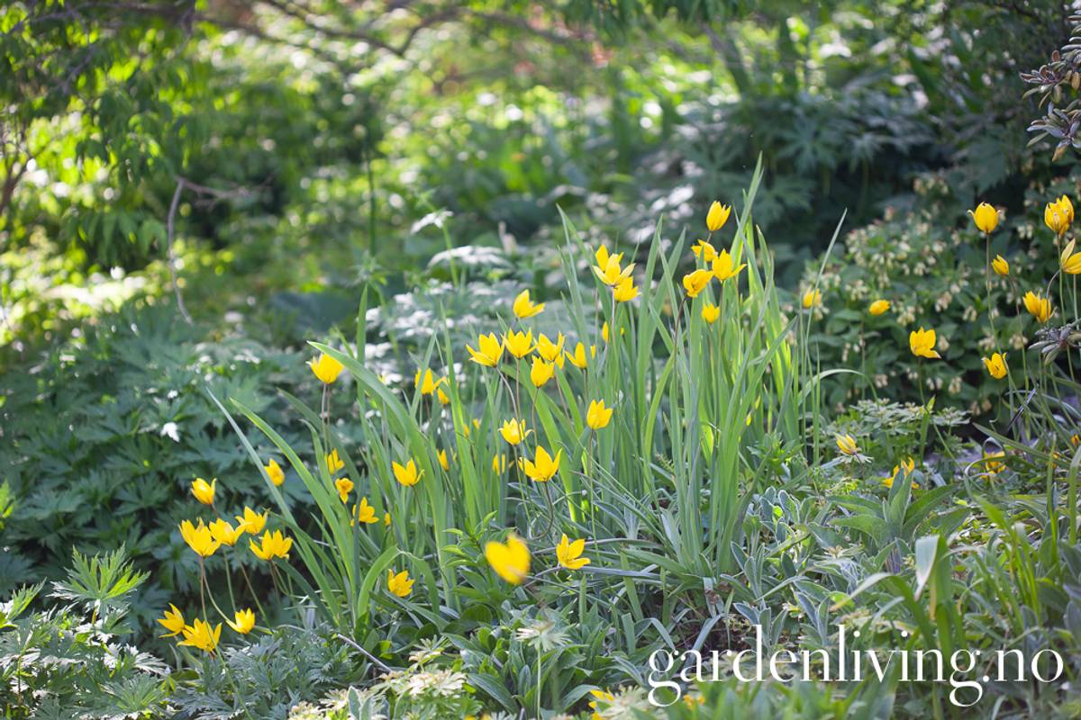 Skogtulipan - Tulipa sylvestris - 10 stk