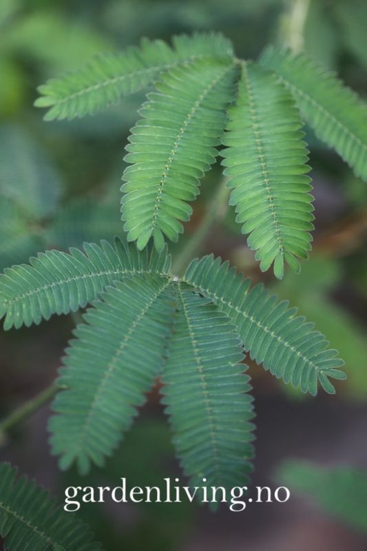 Sanseplante/Rør meg ikke - Mimosa pudica