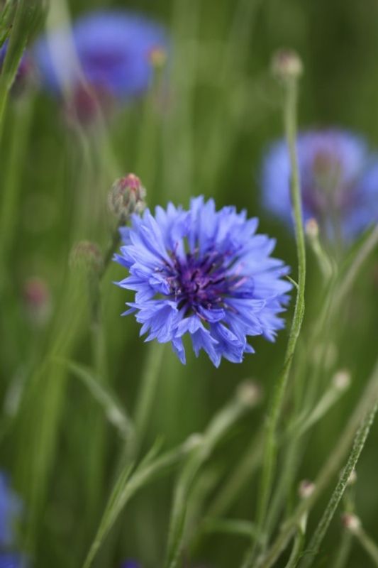 Kornblomst - Centaurea cyanus, Organic