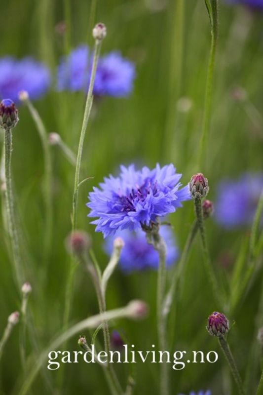 Kornblomst - Centaurea cyanus, Organic