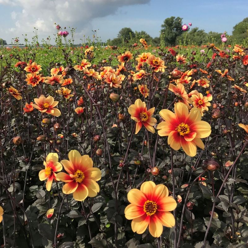 Georgine 'Sunshine - Dahlia x cultorum, 1 stk.