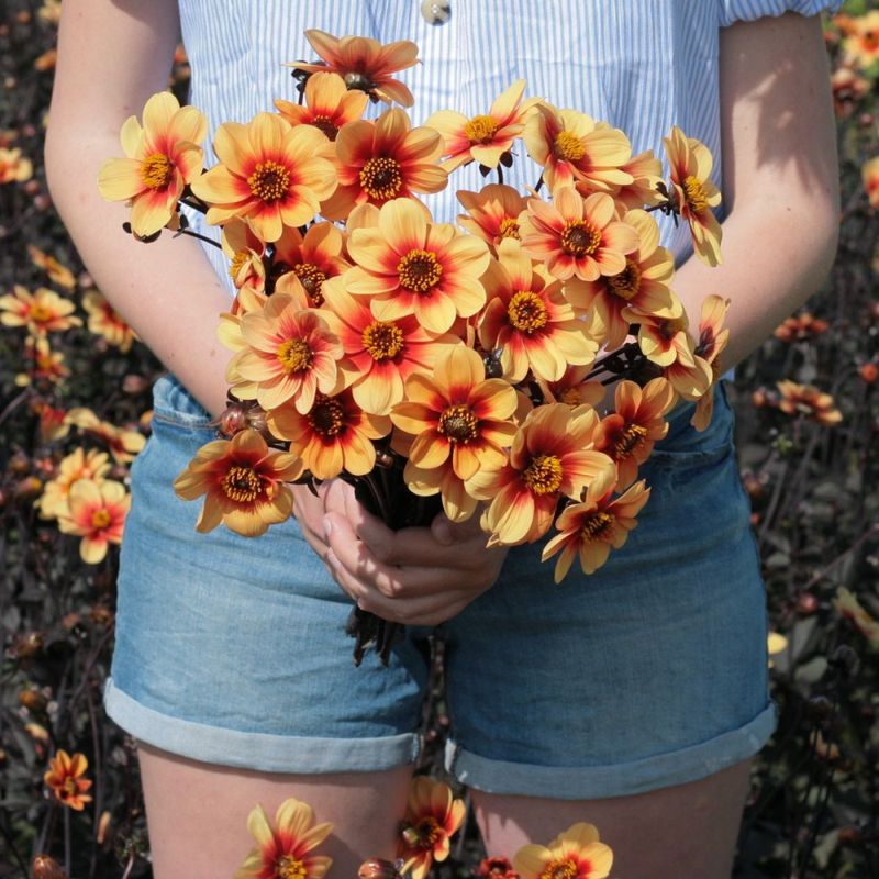Georgine 'Sunshine - Dahlia x cultorum, 1 stk.