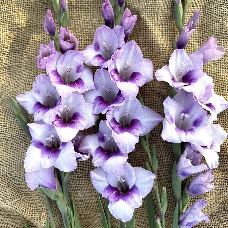 Gladiol, dverg 'Gladdies Tina' - Gladiolus, 10 stk.