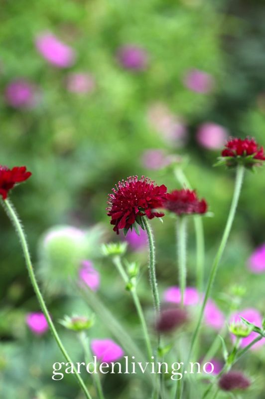 Makedoniarødknapp  - Knautia macedonia