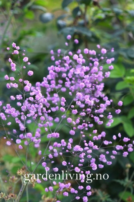 Vingefrøstjerne 'Hewitt's Double' - Thalictrum delavayi