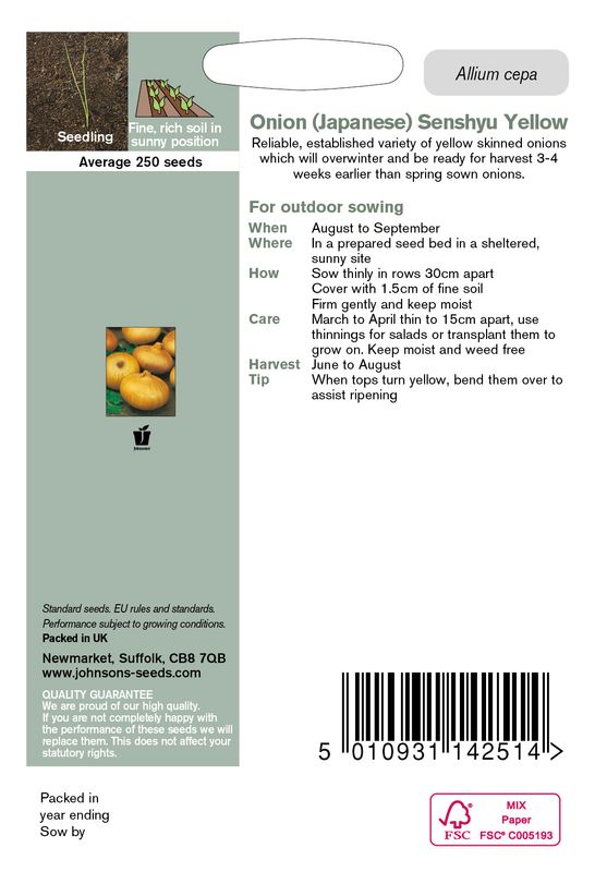 Kepaløk 'Senshyu Yellow' - Allium cepa
