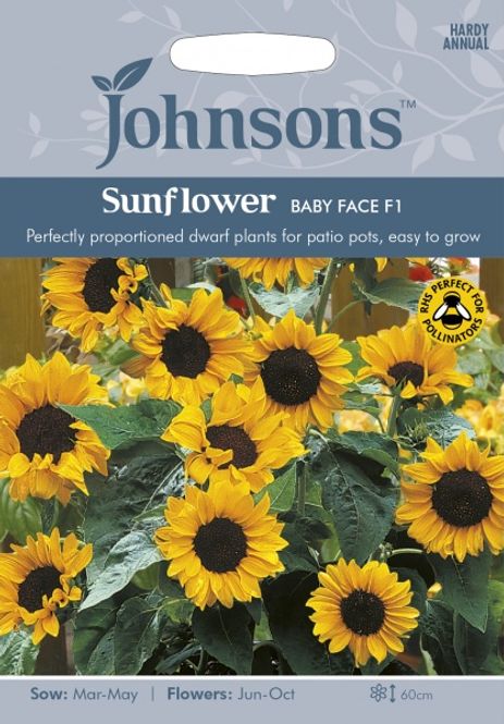 Hovedbilde Solsikke 'Baby Face' F1 - Helianthus annuus  