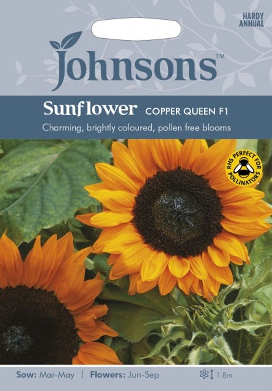 Solsikke 'Copper Queen' - Helianthus annuus