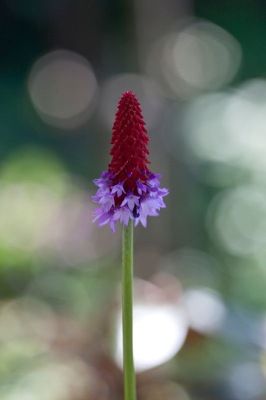 Orkidéprimula - Primula vialii