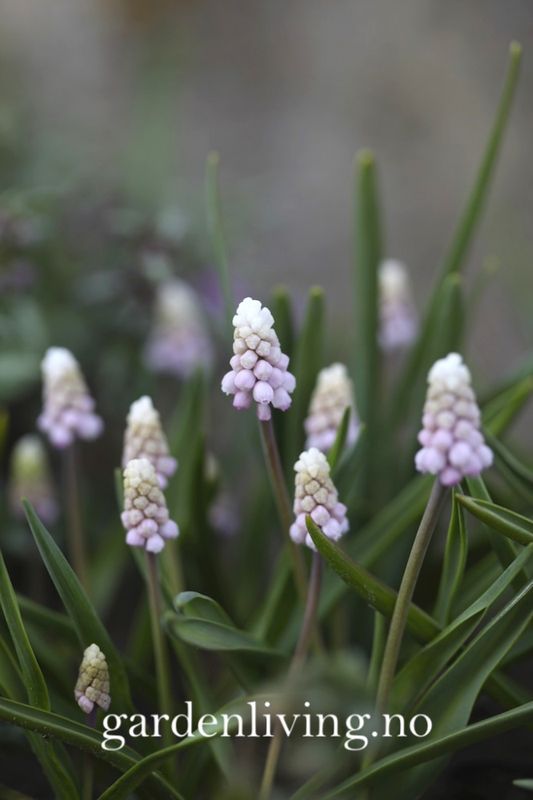 Perleblomst 'Pink Sunrise' - Muscari - 4  stk