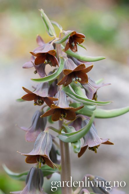 Hovedbilde Fritillaria sewerzowii - 1 stk 