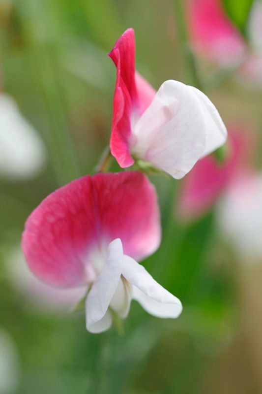 Blomsterert 'Painted Lady - Lathyrus odoratus