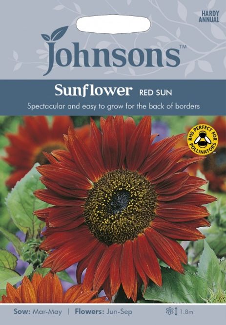 Hovedbilde Solsikke 'Red Sun' - Helianthus annuus 