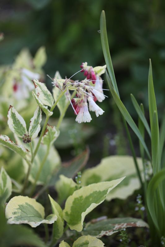 Valurt ’Goldsmith’ - Symphytum grandiflorum