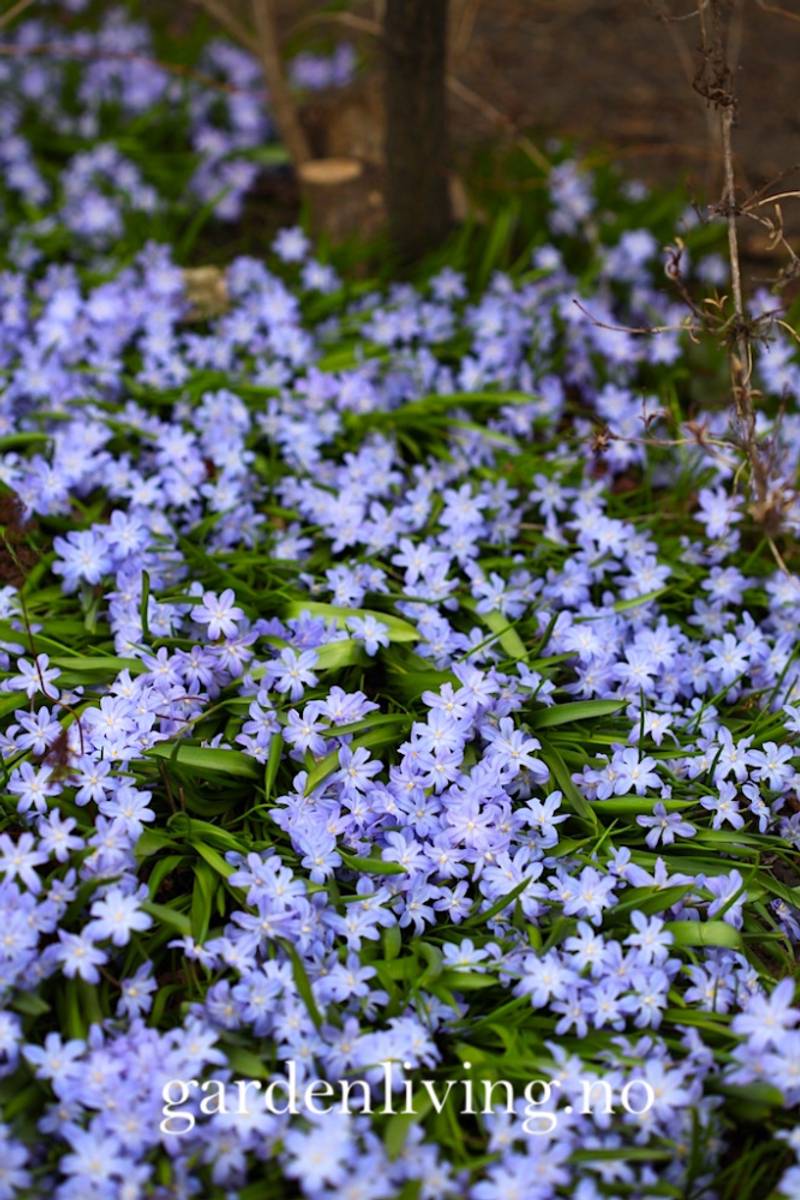 Minnesnøstjerne - Chionodoxa luciliae - 20 stk