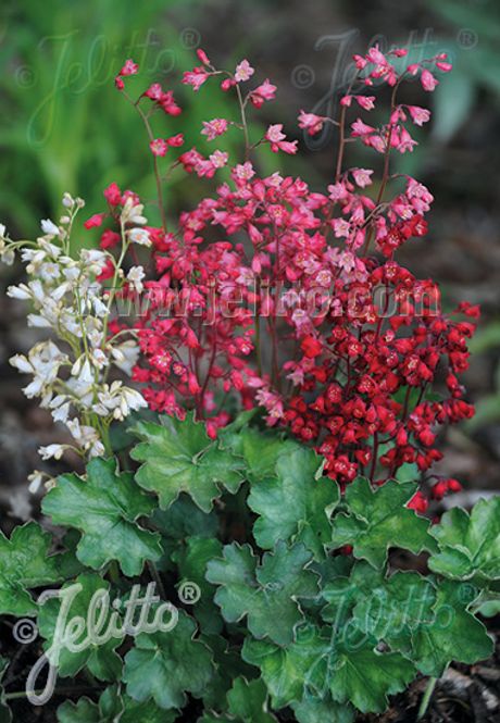 Hovedbilde Blodalunrot 'Bressingham Hybrids' - Heuchera sanguinea