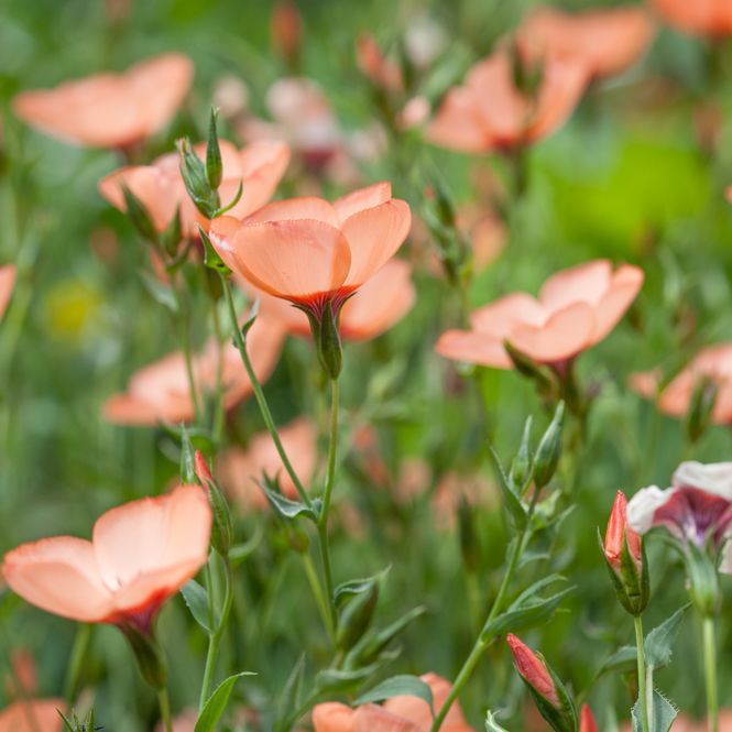 Hovedbilde Rødlin 'Salmon' - Linum grandiflorum