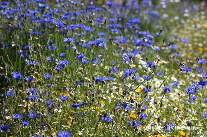 Hovedbilde Kornblomst - Centaurea cyanus