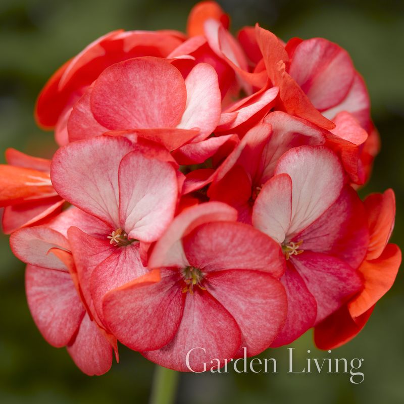 Pelargonium 'Maverick™ Scarlet Picotee' F1