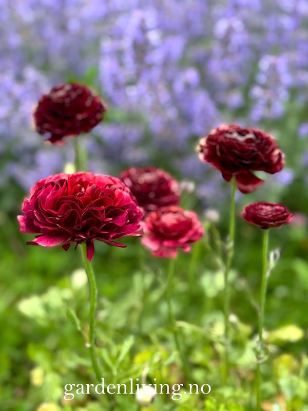 Ranunkler 'Amandine Chocolate' - Ranunculus, 10 stk.