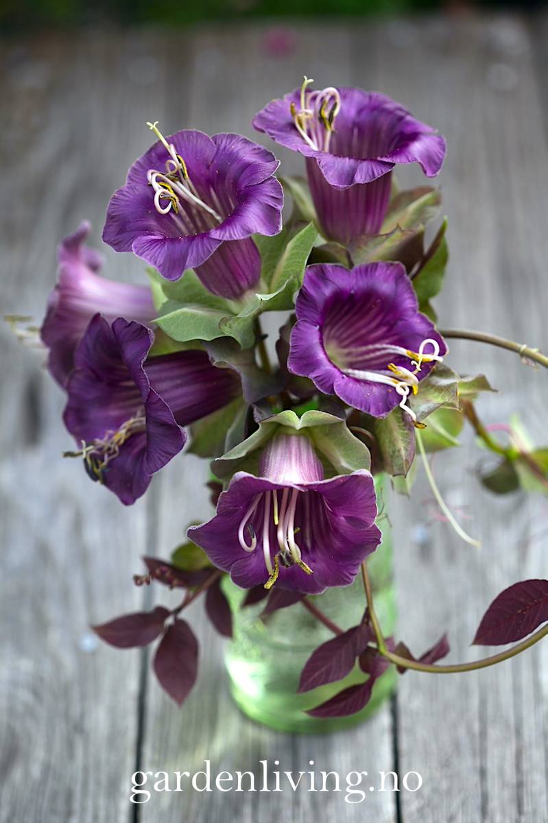 Klokkeranke - Cobaea scandens