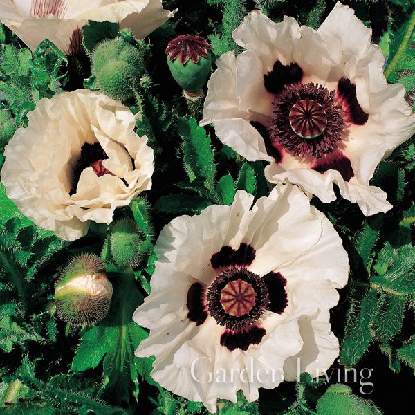 Hovedbilde Orientvalmue 'Checkers - Papaver orientale