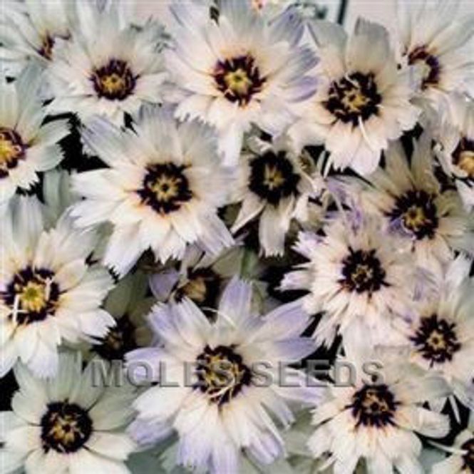 Hovedbilde Rasleblomst 'Amor White' - Catanache caerulea