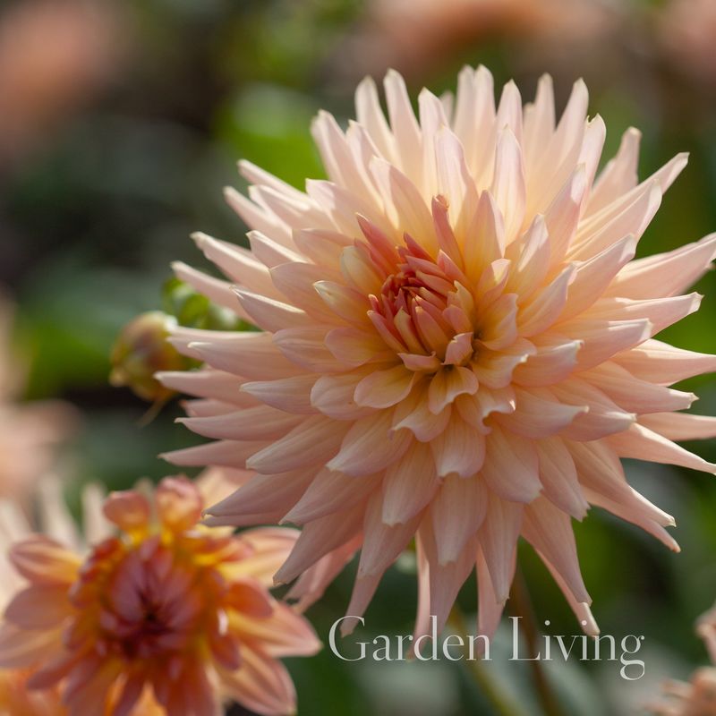 Georgine 'Preference' - Dahlia x cultorum, 1 stk.