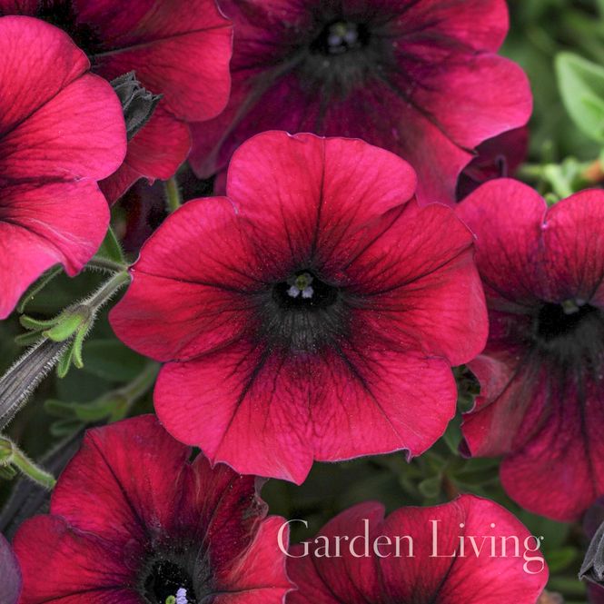 Hovedbilde Petunia 'Easy Wave Burgundy Velour' - Petunia x hybrida