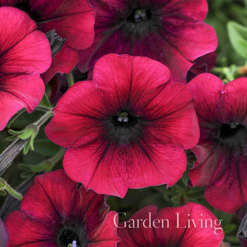 Petunia 'Easy Wave Burgundy Velour' - Petunia x hybrida