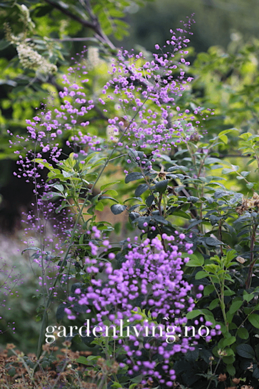 Vingefrøstjerne 'Hewitt's Double' - Thalictrum delavayi