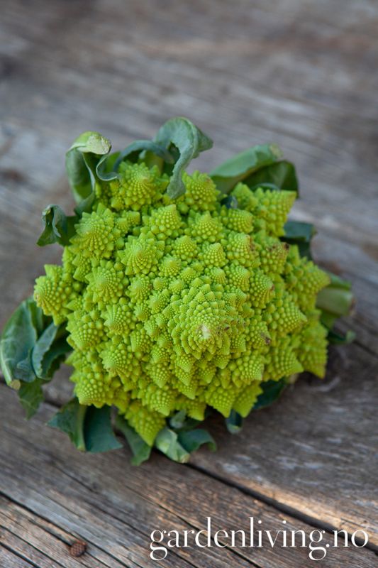 Blomkål 'Romanesco Precoce' - Brassica oleracea