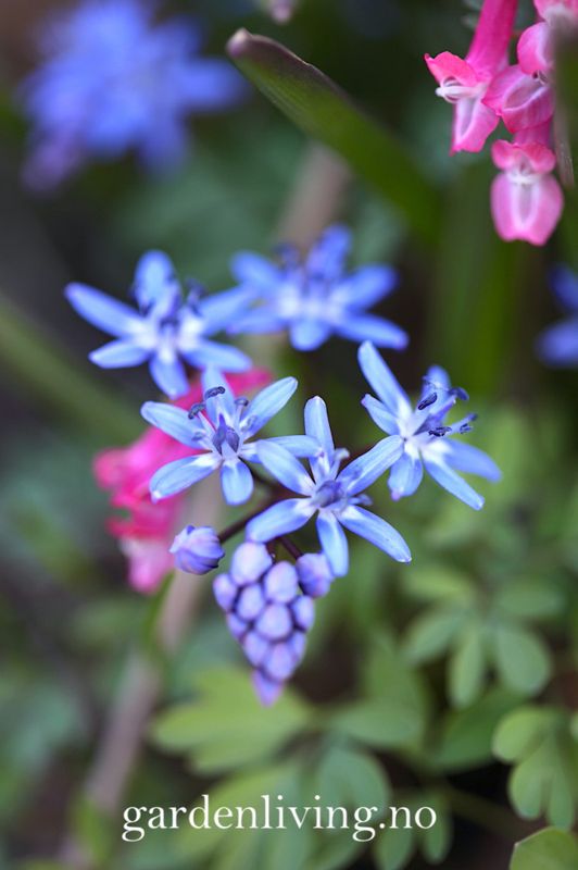 Tyrkerblåstjerne - Scilla bifolia - 12 stk