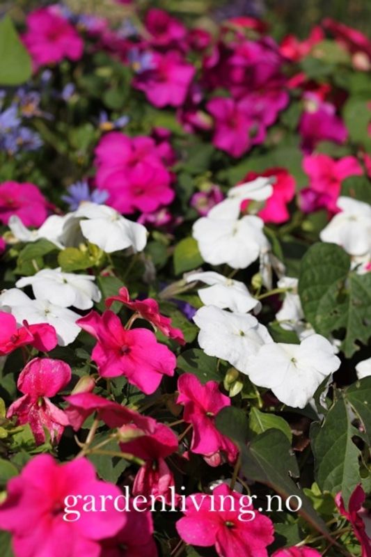 Flittiglise 'Mr. F's Mixed' F1 - Impatiens walleriana 