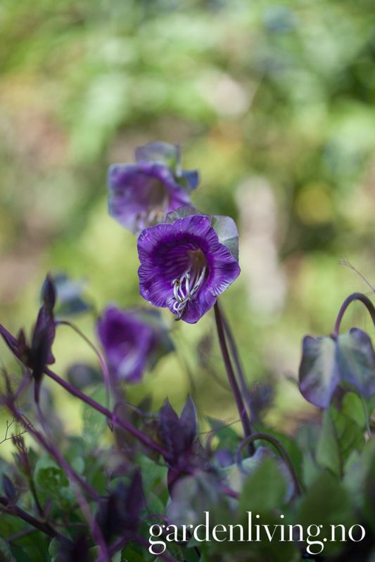 Klokkeranke - Cobaea scandens