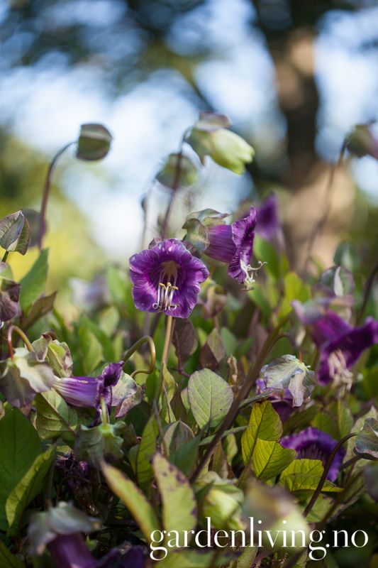 Klokkeranke - Cobaea scandens