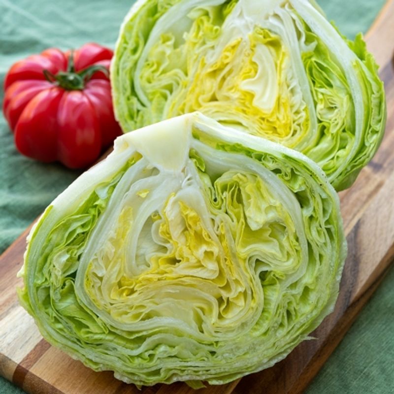 Isbergsalat 'Stylist' - Lactuca