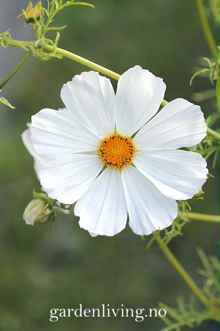 Hovedbilde Pyntekorg 'Purity’ - Cosmos bipinnatus 