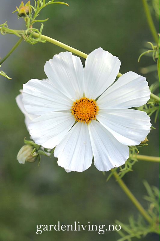 Pyntekorg 'Purity’ - Cosmos bipinnatus 